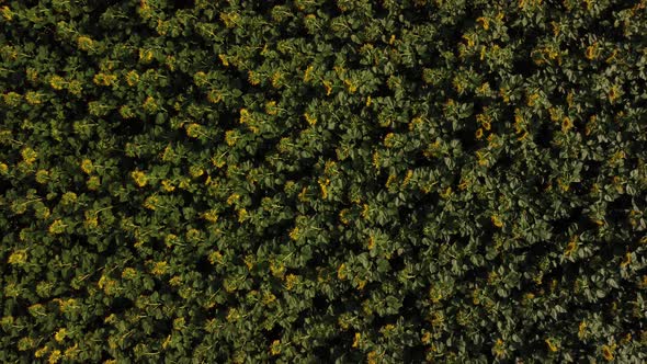 Top-down drone view of blooming sunflowers in the evening