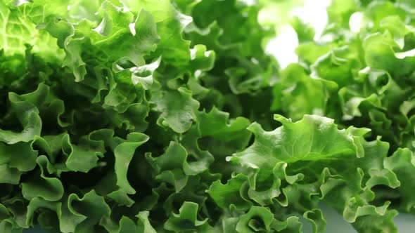Fresh lettuce alt