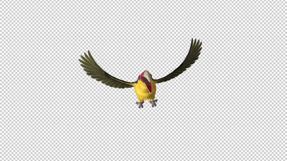 Toucan Bird - III - Saffron Aracari - Flying Transition 2 - Front View