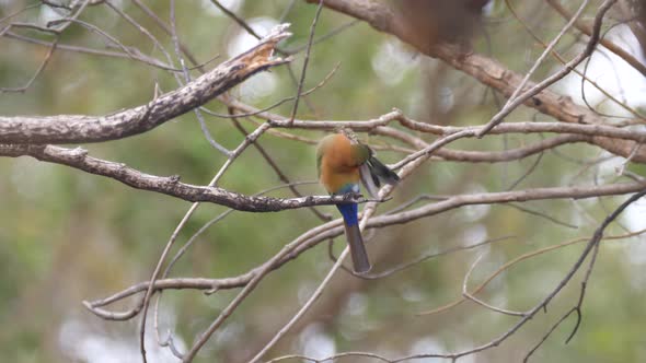 Bee-eater on a branch in Kahi Badi Forest Park  alt