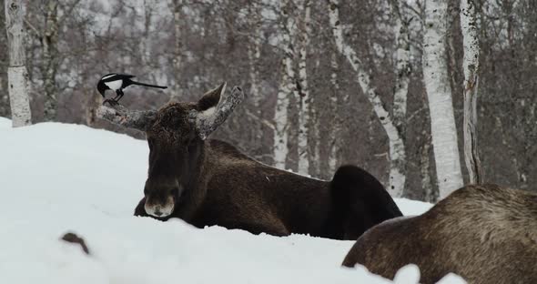 Magpie Bird Pecking On Antler Of A Moose Lying Down In Snowy Forest. close up alt