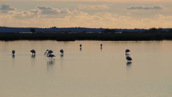 Flamingos during sunset in a lake alt