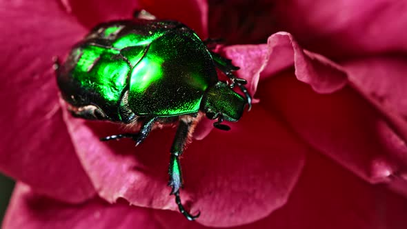Close-up View of Green Rose Chafer - Cetonia Aurata Beetle on Red Rose. Amazing Bug Is Among Petals alt