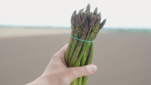 Green Asparagus on the Field Background Close Up