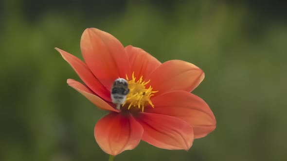 Flower & Bumblebee