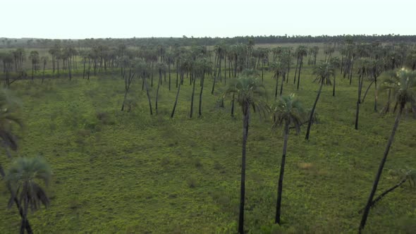 Aerial over Palm Grove, Argentina. Palm trees, savanna, nature, wildlife. Dreamy landscape. Flying f alt