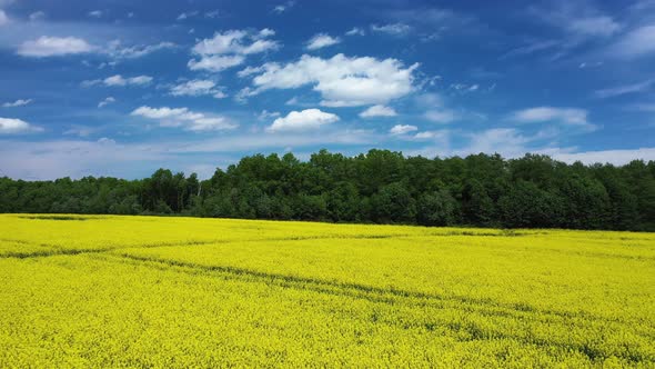 Spring Rural Landscape with Flowering Canola Field on a Sunny Day Aerial View alt