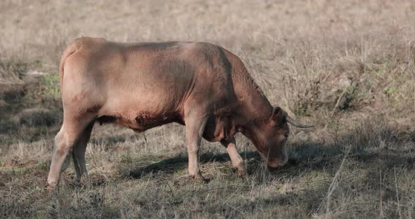 Side View Of Alentejana Cow Breed Grazing Alone In The Pasture In Alentejo, Portalegre, Portugal - S alt