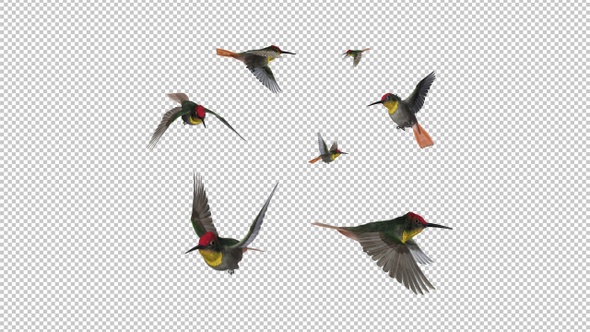 Hummingbird Flock - Ruby Topaz - 7 Birds - Flying Transition - Alpha Channel