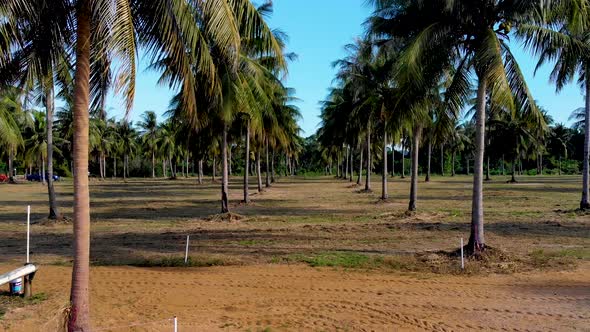 Aerial fly through a palm tree grove in Southeast Asia. alt
