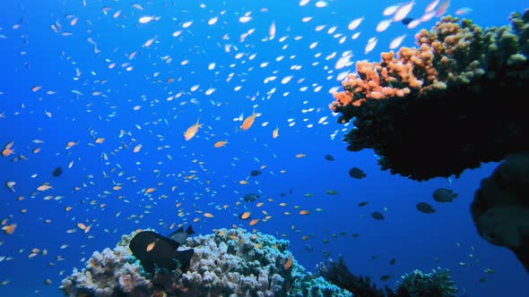 Colourful Tropical Coral alt