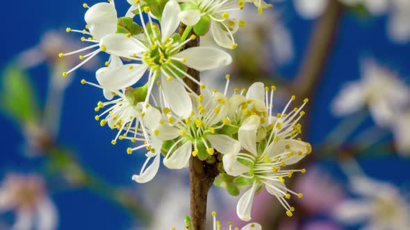 Wild Plum Flower Blossom on Blue alt
