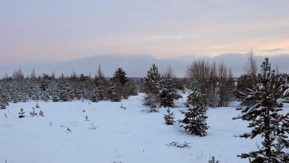 Panorama of the Winter Forest on a Cloudy Day