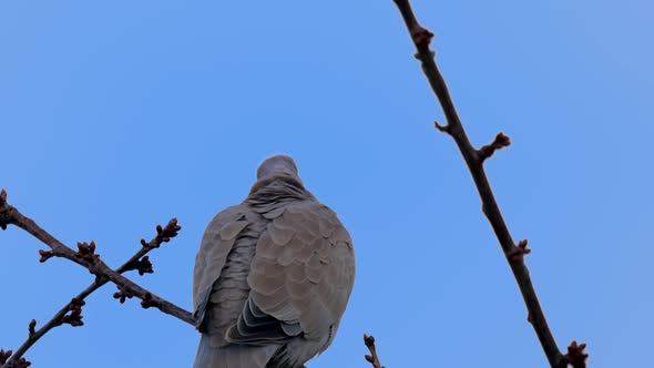 Eurasian Collared Dove Or Streptopelia Decaocto On Branch in wilderness against blue sky during sunn alt