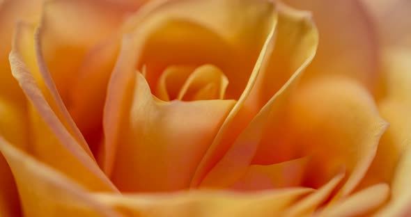 Beautiful White Rose Flower Background. Blooming Rose Flower Open, Time Lapse, Close-up. Wedding alt