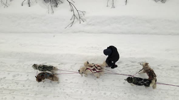 Drone Aerial View of Dogsledding Handler with Team of Trained Husky Dogs Mountain Pass Husky Dog alt