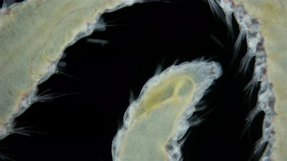 Worm Polychaeta Family Amphinomidae Under a Microscope alt