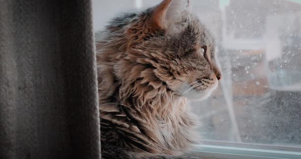 Fluffy Cat Looking Out Dusty Window
