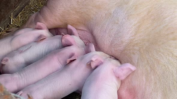 Piglets are eating milk from the sows of the sows on the farm.