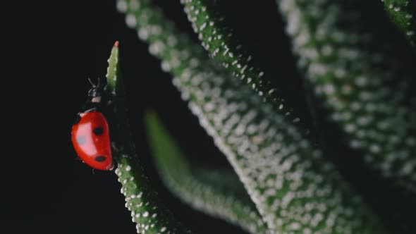 Bright red ladybird walks around small green plant macro shot 5 alt
