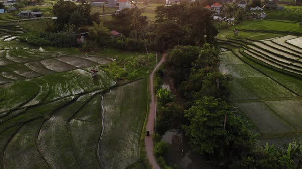 Person Strolling Near Rice Fields in Kerobokan, Bali