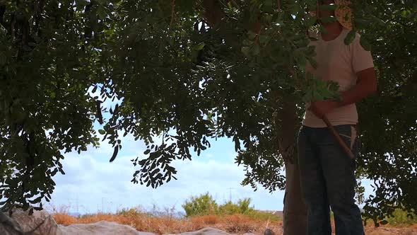 Man harvesting carob pods in summer countryside alt