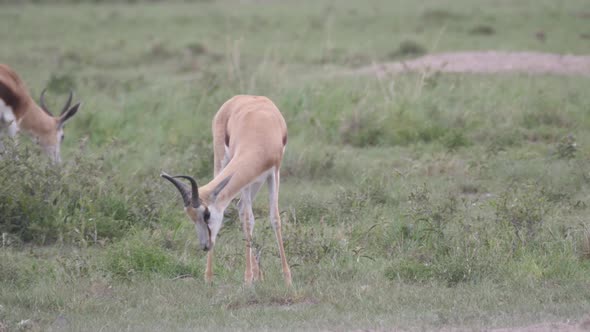 Scared springbok at the savanna  alt