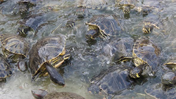 Energetic Small Turtles Seeking and Eating Food in a Sea Farm in Summer  