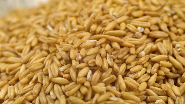 Grains of Raw Oat Groats Rotate Close-up alt