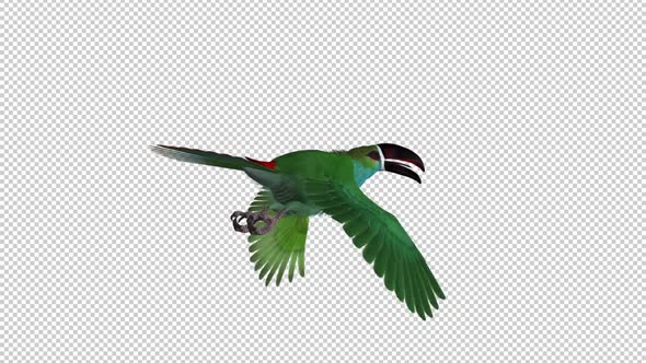 Toucan - II - Green Aracari - Flying Loop - Back Angle
