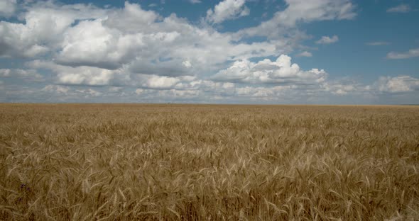 Clouds Float Across the Sky in A Wheat Field