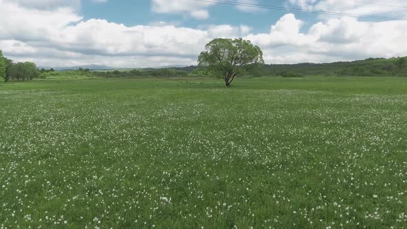 Beautiful Panorama with Field of White Daffodils.