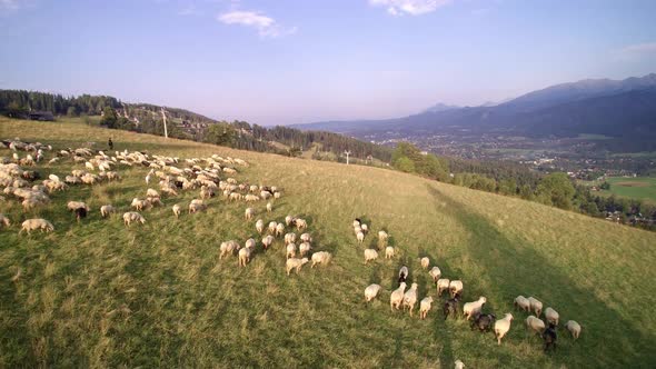 Aerial shots of sheep in the Tatry mountains