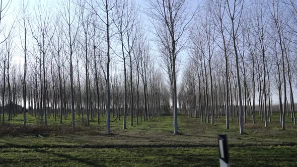 Driving Along Road Past Picturesque Young Forest in Spring alt