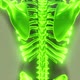 Homan Skeletal System in Transparent Body - VideoHive Item for Sale