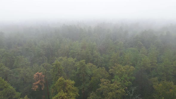 Forest in Fog in Rainy Autumn Weather. Ukraine. Aerial View, Slow Motion alt