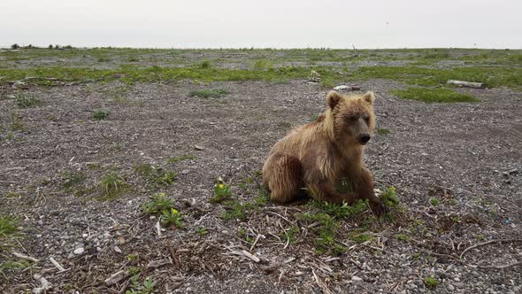 A Drone View of a Brown Bear Digging Rocks on a River Bank Search of Food alt