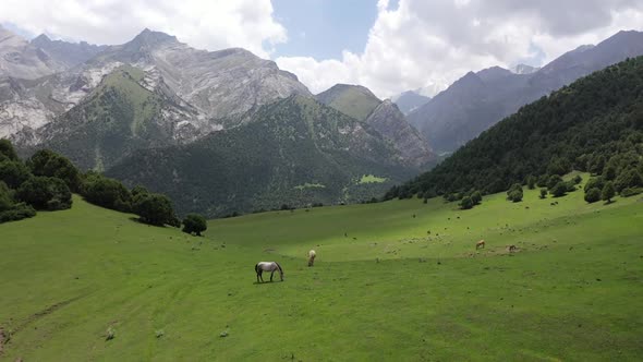 Kyrgyzstan Jailoo horse