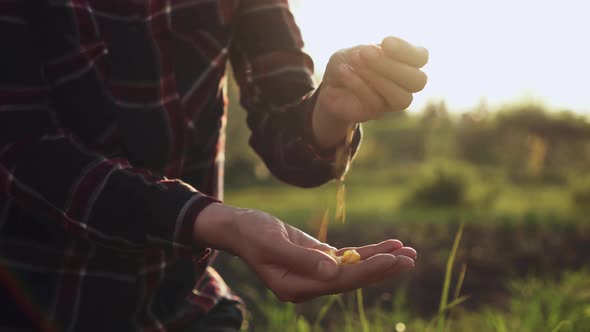 Farmer Woman Pours Harvested Corn Consumers Into Handful. Hands Of Farmer Holding Corn alt