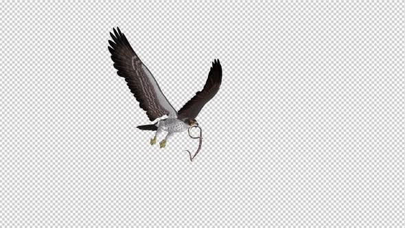 Snake Eagle with Serpent - 4K Flying Loop - Side Angle
