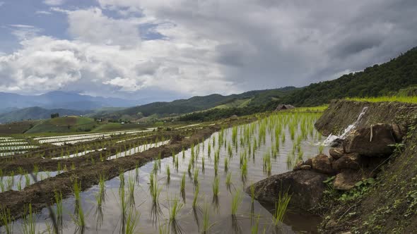 Beautiful time-lapse landscape view  of Rice Terraced paddy Field in Chiangmai, Thailand.