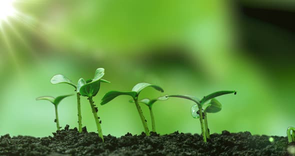 Young Cucumber Plants Germinate Under the Sun, Time Lapse, Alpha Channel alt