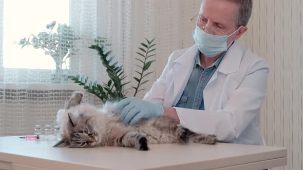 Close Up of Veterinarian Doctor in Medical Gloves Examine Cat Health in Clinic alt