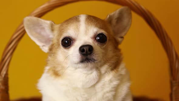 Chihuahua Dog Sits in a Basket on a Yellow Background