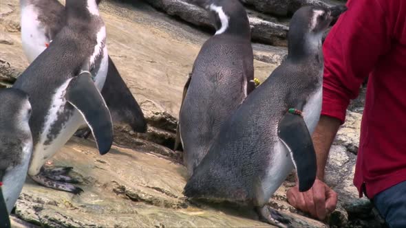 Zoo keeper man feeding Magellanic penguins alt