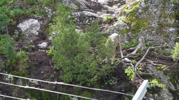 Grey wolf tearing raw meat into pieces behind fence - Feeding time for wolves inside zoo - Static ha alt