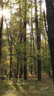 Vertical Video of Trees in the Forest in Autumn alt