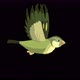 Green forest bird flies alpha matte 4K - VideoHive Item for Sale
