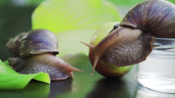 Snail Sitting on Apple alt