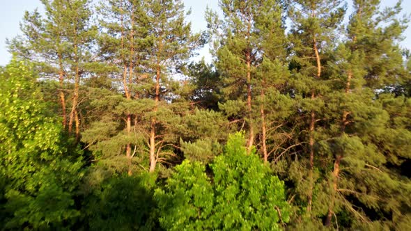 Green vivid trees greenery in city park aerial